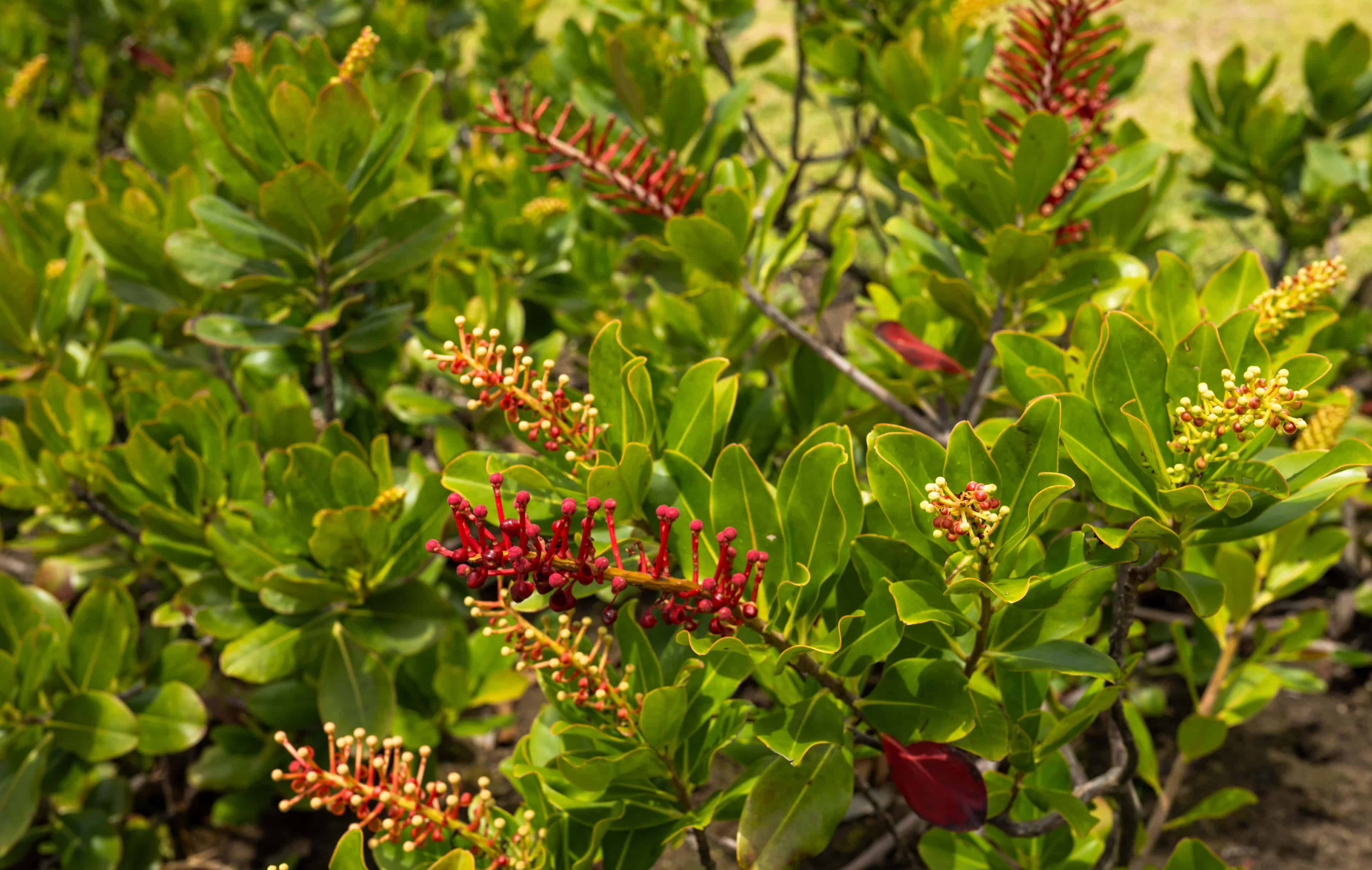 Surfland - Imagem 10