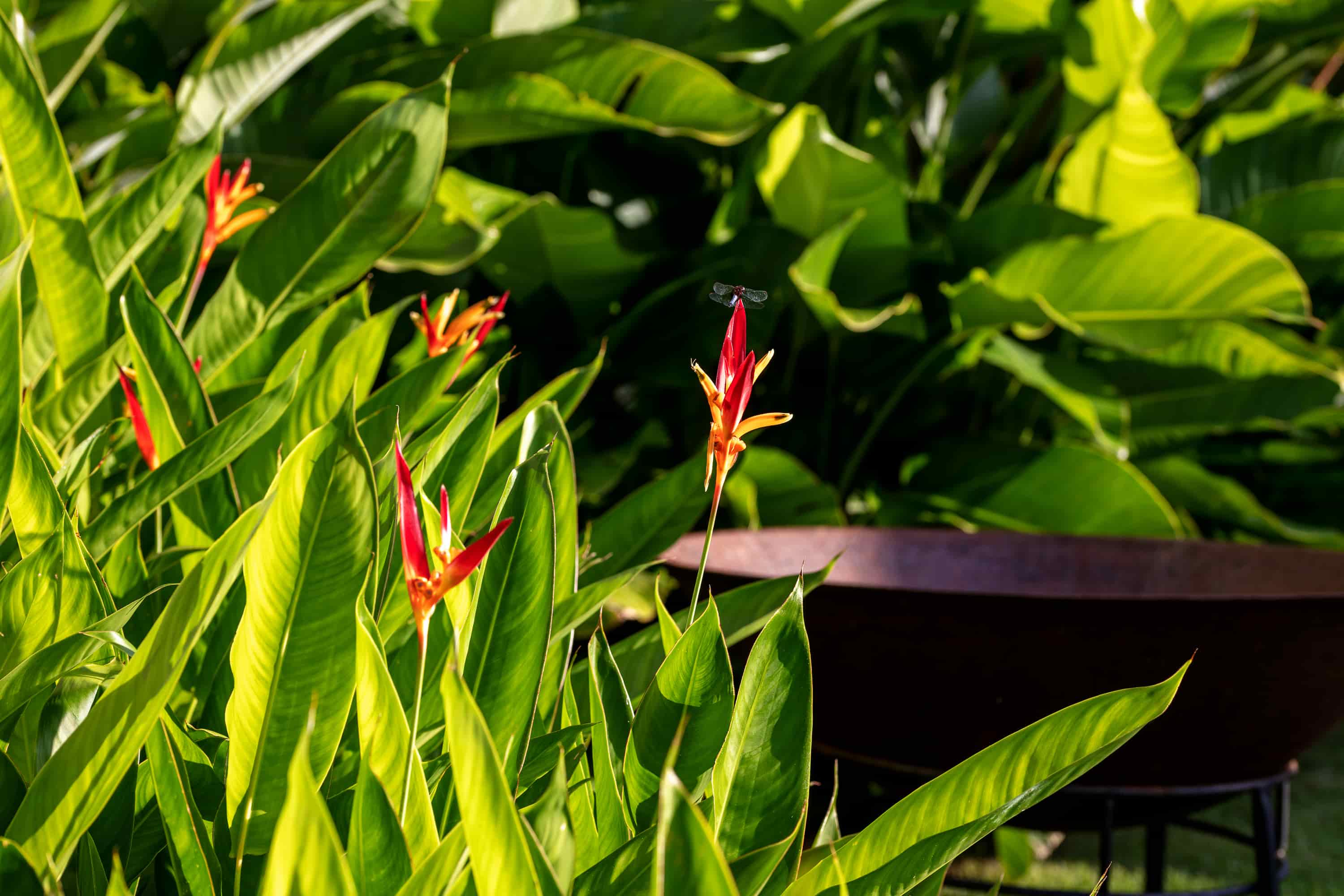 Jardim SGG - Imagem 7