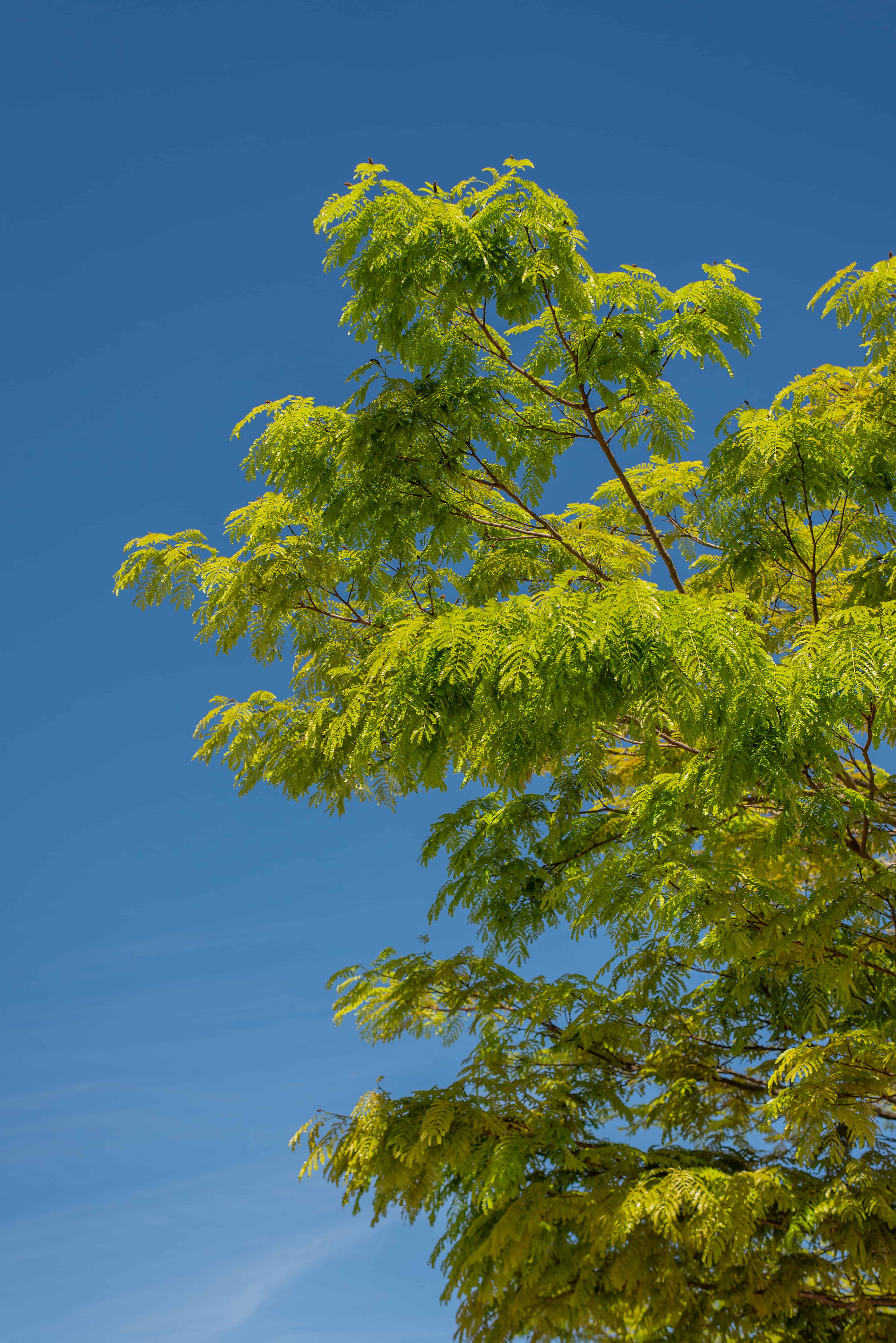 Rua Mista Legano - Imagem 8