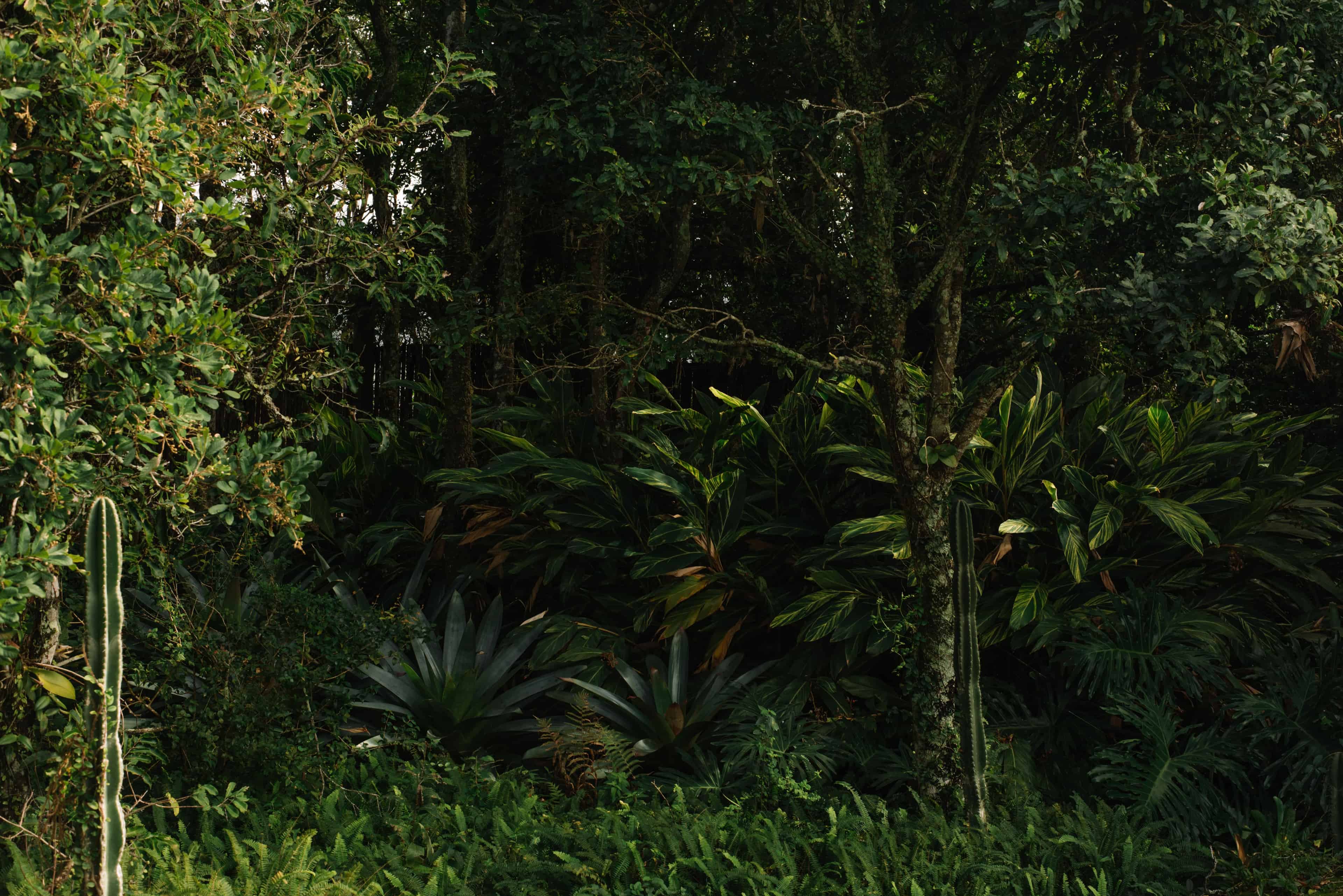 Jardim ATJ - Imagem 4