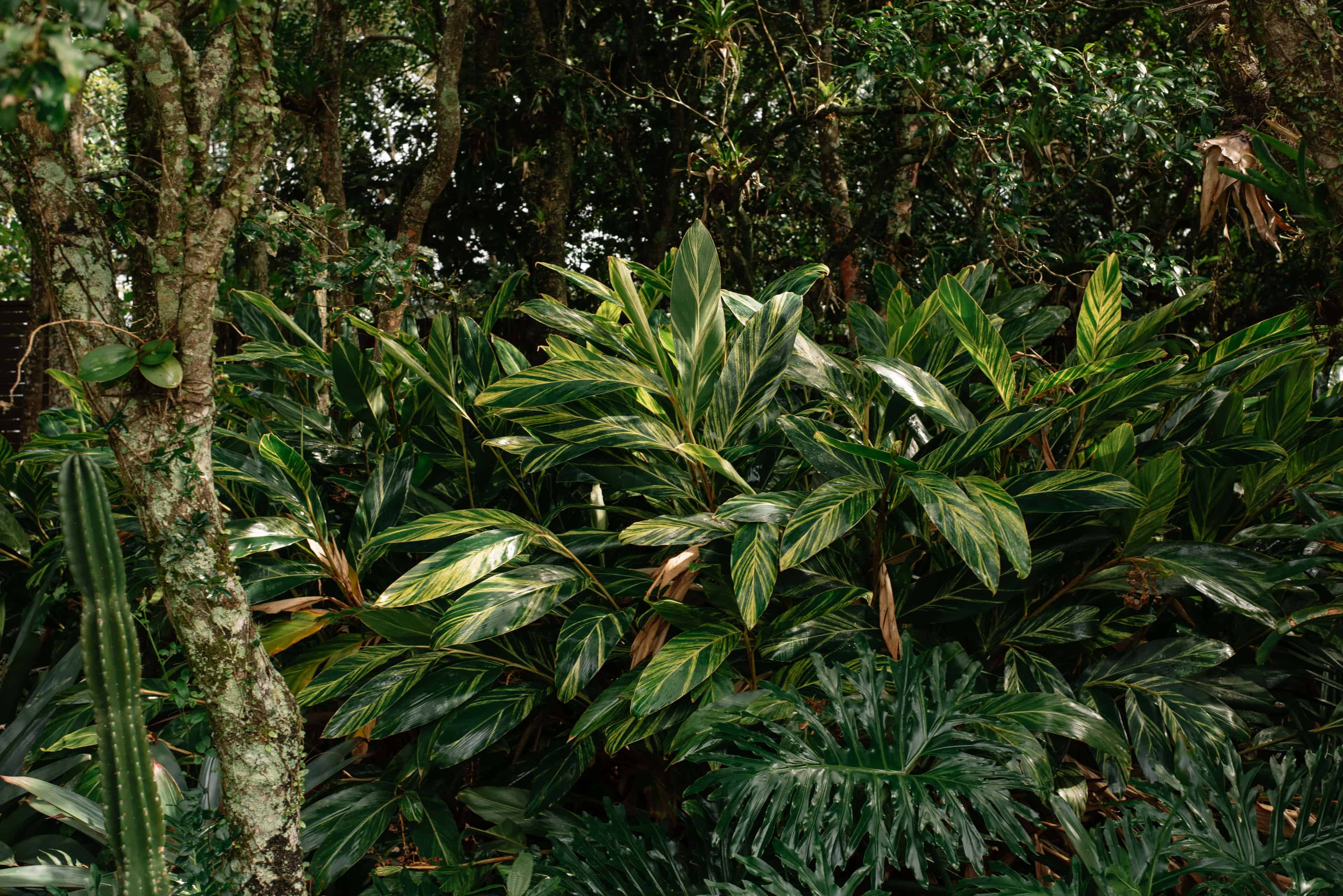 Jardim ATJ - Imagem 1