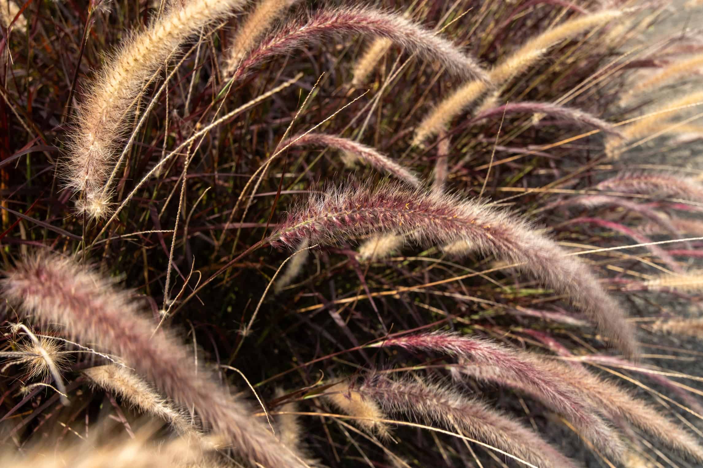 The Garden - Imagem 12