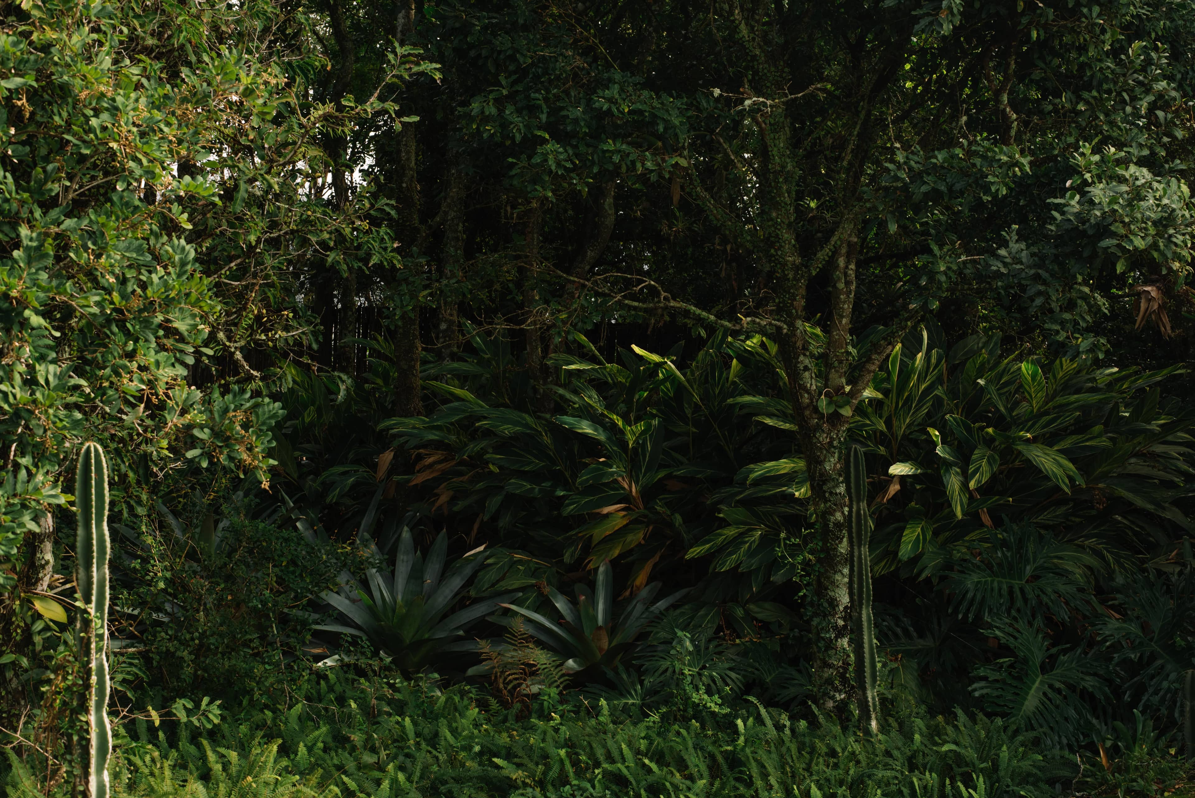 Jardim ATJ - Imagem 4
