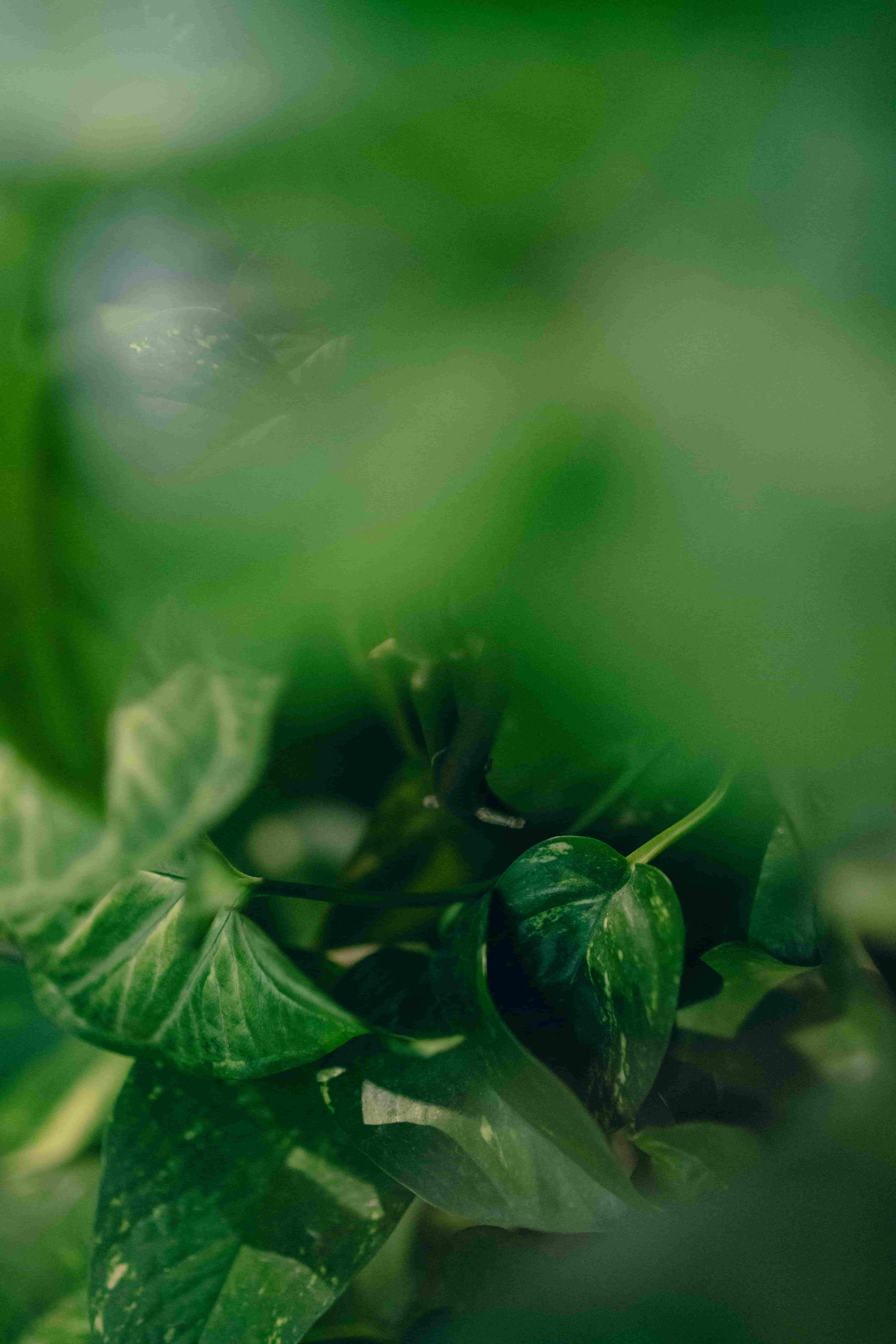Detalhe de vegetação - Projetos de paisagismo Krebs +